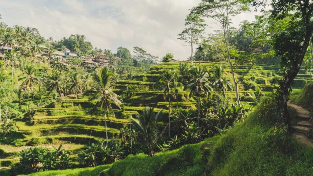 Why you should visit Ceking Rice Terrace?